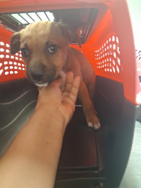 Shelter Stray Female Dog last seen Near BLOCK QUINCY ST, BAKERSFIELD, 201 S Mt Vernon Ave, Bakersfield, CA 93307, USA