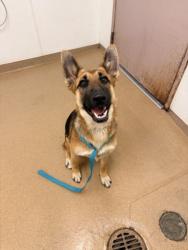 Shelter Stray Female Dog last seen TENNYSON/TYRRELL, 16 Barnes Ct, Hayward, CA 94544, USA