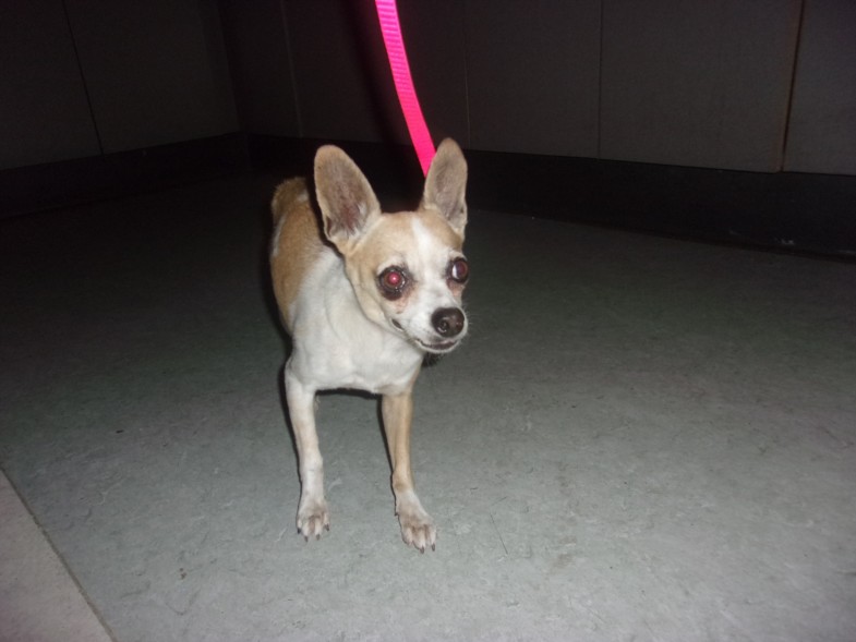 Shelter Stray Male Dog last seen , 14409 Vanowen St, Van Nuys, CA 91405, USA