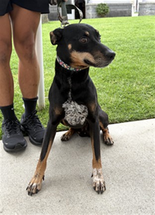 Shelter Stray Male Dog last seen Near BLOCK BLCK SAN VICENTE AVE, LONG BEACH, CA 90815, 7700 E Spring St, Long Beach, CA 90815, USA