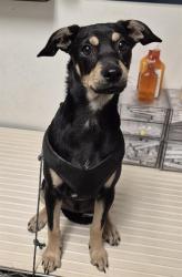 Shelter Stray Male Dog last seen Near BLOCK NORRIS RD, BAKERSFIELD CA 93308, 3951 Fruitvale Ave, Bakersfield, CA 93308, USA
