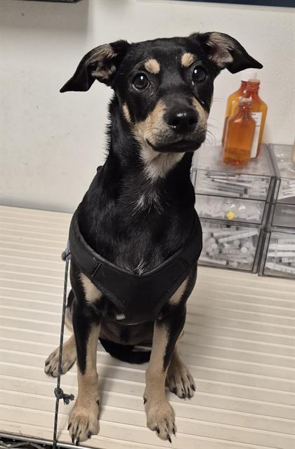 Shelter Stray Male Dog last seen Near BLOCK NORRIS RD, BAKERSFIELD CA 93308, 3951 Fruitvale Ave, Bakersfield, CA 93308, USA