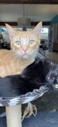 Lost Male Cat last seen Millstream Village, Tonawanda NY, Tonawanda, NY 14150