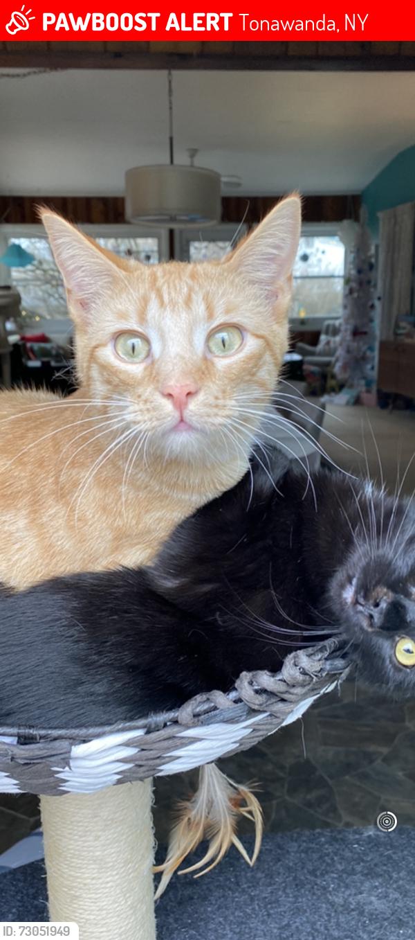 Lost Male Cat last seen Millstream Village, Tonawanda NY, Tonawanda, NY 14150
