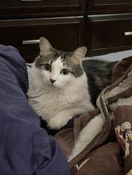 Lost Female Cat last seen pipe stave hollow and cedar, Miller Place, NY 11766