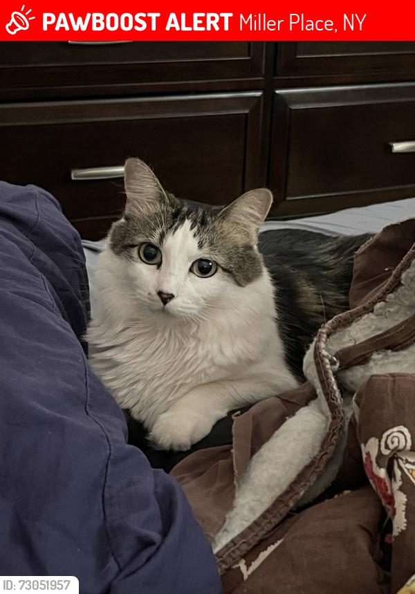Lost Female Cat last seen pipe stave hollow and cedar, Miller Place, NY 11766