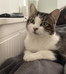 Lost Female Cat last seen Verrier Road and Church Rd, Redfield, England BS5