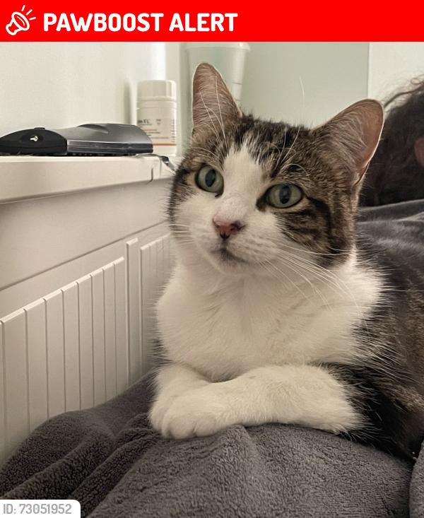 Lost Female Cat last seen Verrier Road and Church Rd, Redfield, England BS5