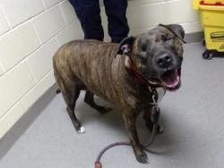 Shelter Stray Female Dog last seen Near BLOCK N ELIZABETH ST, DENVER CO 80206, 1241 W Bayaud Ave, Denver, CO 80223, USA