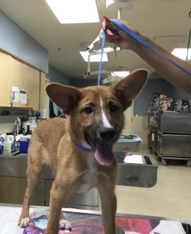 Shelter Stray Male Dog last seen WINEVILLE AVE / BELLEGRAVE AVE, JURUPA VALLEY CA, 6851 Van Buren Boulevard, Jurupa Valley, CA 92509, USA