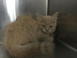 Shelter Stray Male Cat last seen Near BLOCK VARNER RD THOUSAND PALMS CA 92276, Thousand Palms, CA, USA