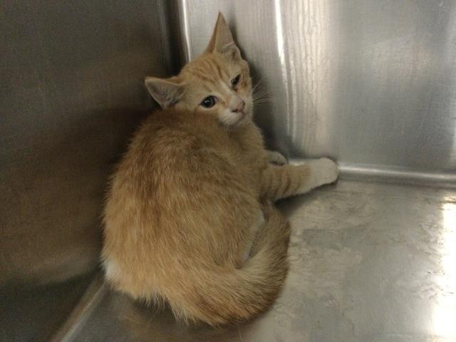 Shelter Stray Male Cat last seen Near BLOCK VARNER RD THOUSAND PALMS CA 92276, Thousand Palms, CA, USA