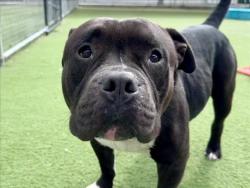Shelter Stray Male Dog last seen , 11361 W Pico Blvd, Los Angeles, CA 90064, USA