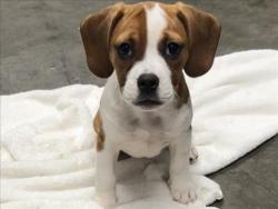 Shelter Stray Female Dog last seen , 11361 W Pico Blvd, Los Angeles, CA 90064, USA