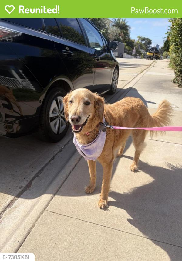 Reunited Male Dog last seen Eagle St near Cloverleaf market , San Diego, CA 92103