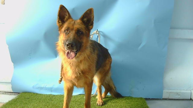 Shelter Stray Female Dog last seen , 216 W Victoria St, Gardena, CA 90248, USA