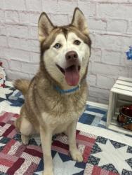 Shelter Stray Male Dog last seen Near BLOCK HENDRIE ST APT 1E, DETROIT, MI 48202, 7401 Chrysler Dr, Detroit, MI 48211, USA