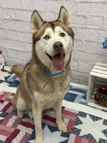 Shelter Stray Male Dog last seen Near BLOCK HENDRIE ST APT 1E, DETROIT, MI 48202, 7401 Chrysler Dr, Detroit, MI 48211, USA