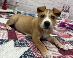 Shelter Stray Female Dog last seen GOULBURN AVE/MINDEN AVE DETROIT MI 48205, 7401 Chrysler Dr, Detroit, MI 48211, USA