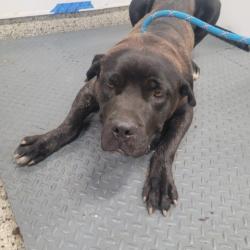 Shelter Stray Female Dog last seen Near BLOCK W OUTER DR, DETROIT, MI 48223, 7401 Chrysler Dr, Detroit, MI 48211, USA