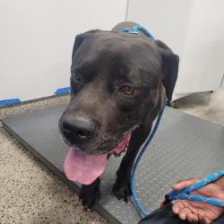 Shelter Stray Male Dog last seen Near BLOCK W OUTER DR, DETROIT, MI 48223, 7401 Chrysler Dr, Detroit, MI 48211, USA