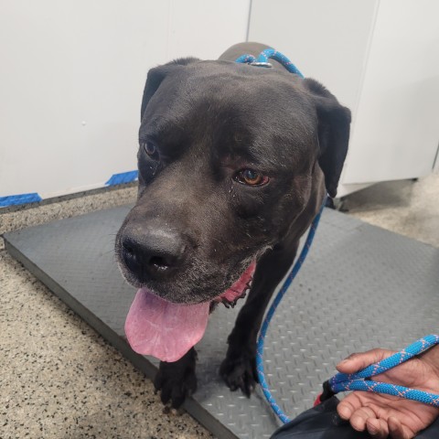 Shelter Stray Male Dog last seen Near BLOCK W OUTER DR, DETROIT, MI 48223, 7401 Chrysler Dr, Detroit, MI 48211, USA