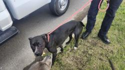 Shelter Stray Female Dog last seen Near BLOCK OHIO ST, DETROIT, MI 48238, 7401 Chrysler Dr, Detroit, MI 48211, USA