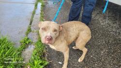 Shelter Stray Female Dog last seen Near BLOCK MCCLELLAN ST, DETROIT, MI 48213, 7401 Chrysler Dr, Detroit, MI 48211, USA