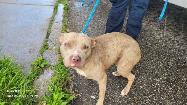 Shelter Stray Female Dog last seen Near BLOCK MCCLELLAN ST, DETROIT, MI 48213, 7401 Chrysler Dr, Detroit, MI 48211, USA