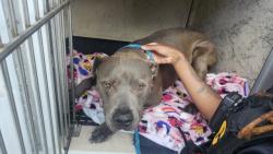Shelter Stray Female Dog last seen Near BLOCK OHIO ST, DETROIT, MI 48238, 7401 Chrysler Dr, Detroit, MI 48211, USA