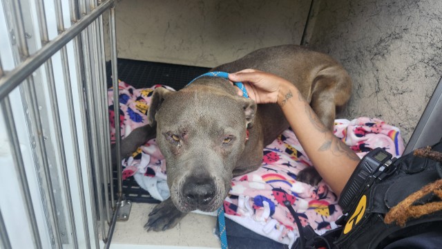 Shelter Stray Female Dog last seen Near BLOCK OHIO ST, DETROIT, MI 48238, 7401 Chrysler Dr, Detroit, MI 48211, USA