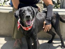 Shelter Stray Male Dog last seen , 957 N Gaffey St, San Pedro, CA 90731, USA