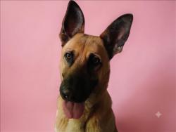 Shelter Stray Female Dog last seen , 1850 W 60th St, Los Angeles, CA 90047, USA