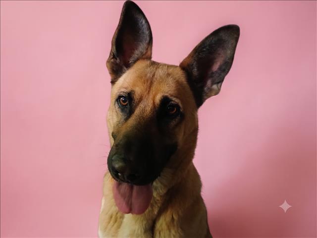 Shelter Stray Female Dog last seen , 1850 W 60th St, Los Angeles, CA 90047, USA
