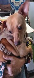 Shelter Stray Male Dog last seen , 1850 W 60th St, Los Angeles, CA 90047, USA