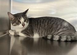 Shelter Stray Female Cat last seen , 957 N Gaffey St, San Pedro, CA 90731, USA