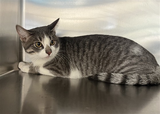 Shelter Stray Female Cat last seen , 957 N Gaffey St, San Pedro, CA 90731, USA