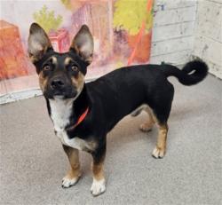 Shelter Stray Male Dog last seen W 10TH ST X ACACIA AVE, 333 Chandler Pl, San Bernardino, CA 92408, USA