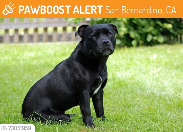 Found/Stray Unknown Dog last seen Near W hospitality lane , San Bernardino, CA 92408