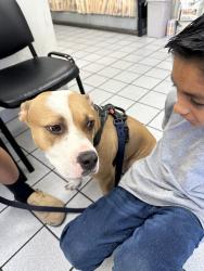 Found/Stray Female Dog last seen Van Nuys Blvd. & Bradley, Los Angeles, CA 91331