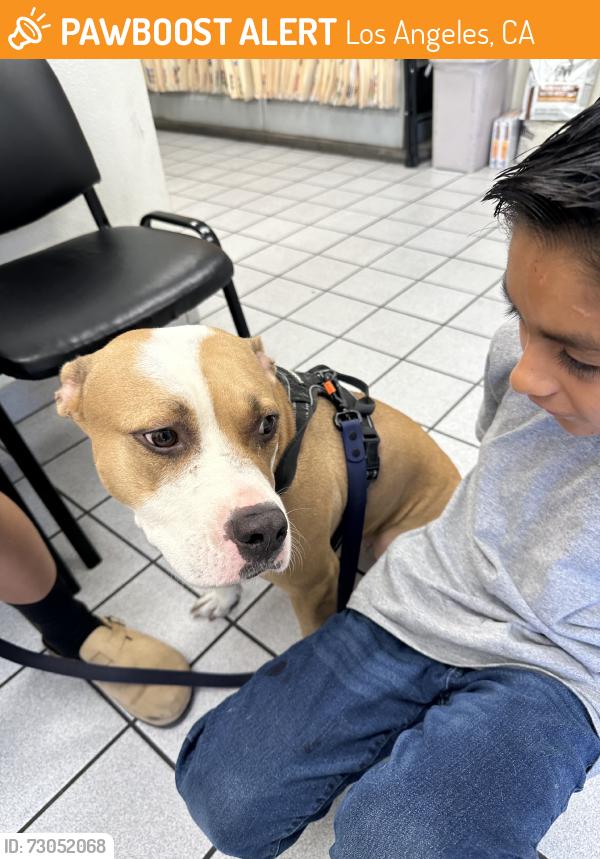 Found/Stray Female Dog last seen Van Nuys Blvd. & Bradley, Los Angeles, CA 91331