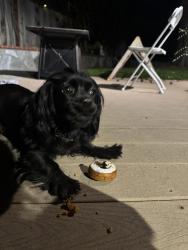 Reunited Female Dog last seen Washington x Lewelling, San Leandro, CA 94577