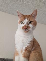 Reunited Male Cat last seen 132nd St e, by Starbucks, Ivars and Movie theater , Puyallup, WA 98373