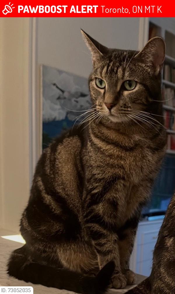 Lost Female Cat last seen Mt. Pleasant and St. Clair Ave. E., Toronto, ON M4T 1K4