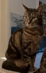 Lost Female Cat last seen Mt. Pleasant and St. Clair Ave. E., Toronto, ON M4T 1K4