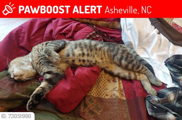 Lost Male Cat last seen Royal pines dr, Asheville, NC 28704