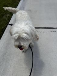 Found/Stray Female Dog last seen Near the Cedars retirement home, Leo-Cedarville, IN 46765