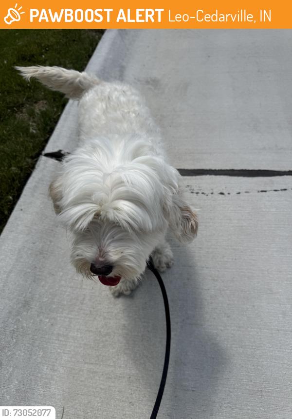 Found/Stray Female Dog last seen Near the Cedars retirement home, Leo-Cedarville, IN 46765
