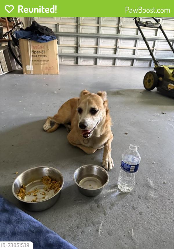 Reunited Female Dog last seen Near nw 12 st lauderhill , Lauderhill, FL 33313