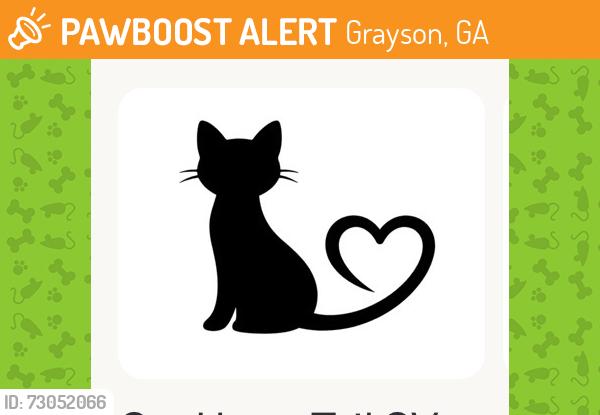 Found/Stray Unknown Cat last seen Grayson-New Hope & Chandler Road, Grayson, GA 30045